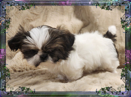 Tiny little female chinese imperial shih tzu puppies for sale teacup